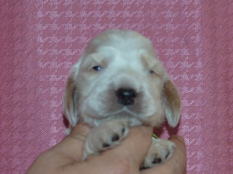 2. pejsek - sv. zelená.JPG